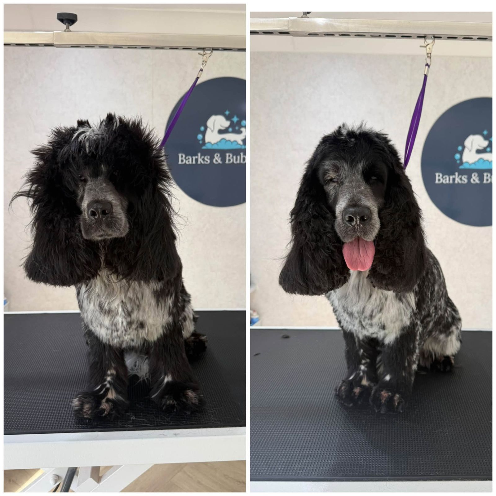 A black and white roan cocker spaniel before and after a groom