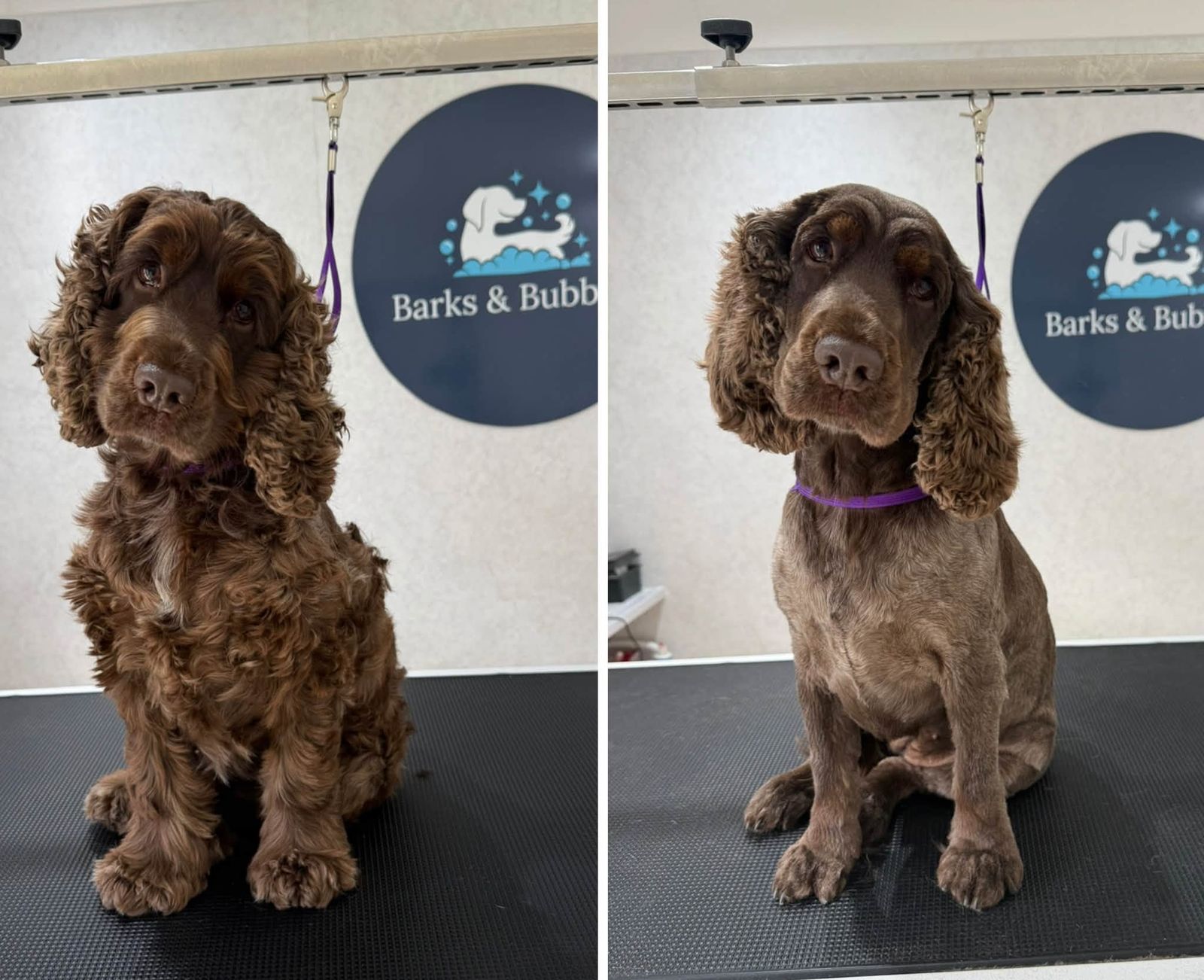 A chocolate cocker spaniel before and after a groom