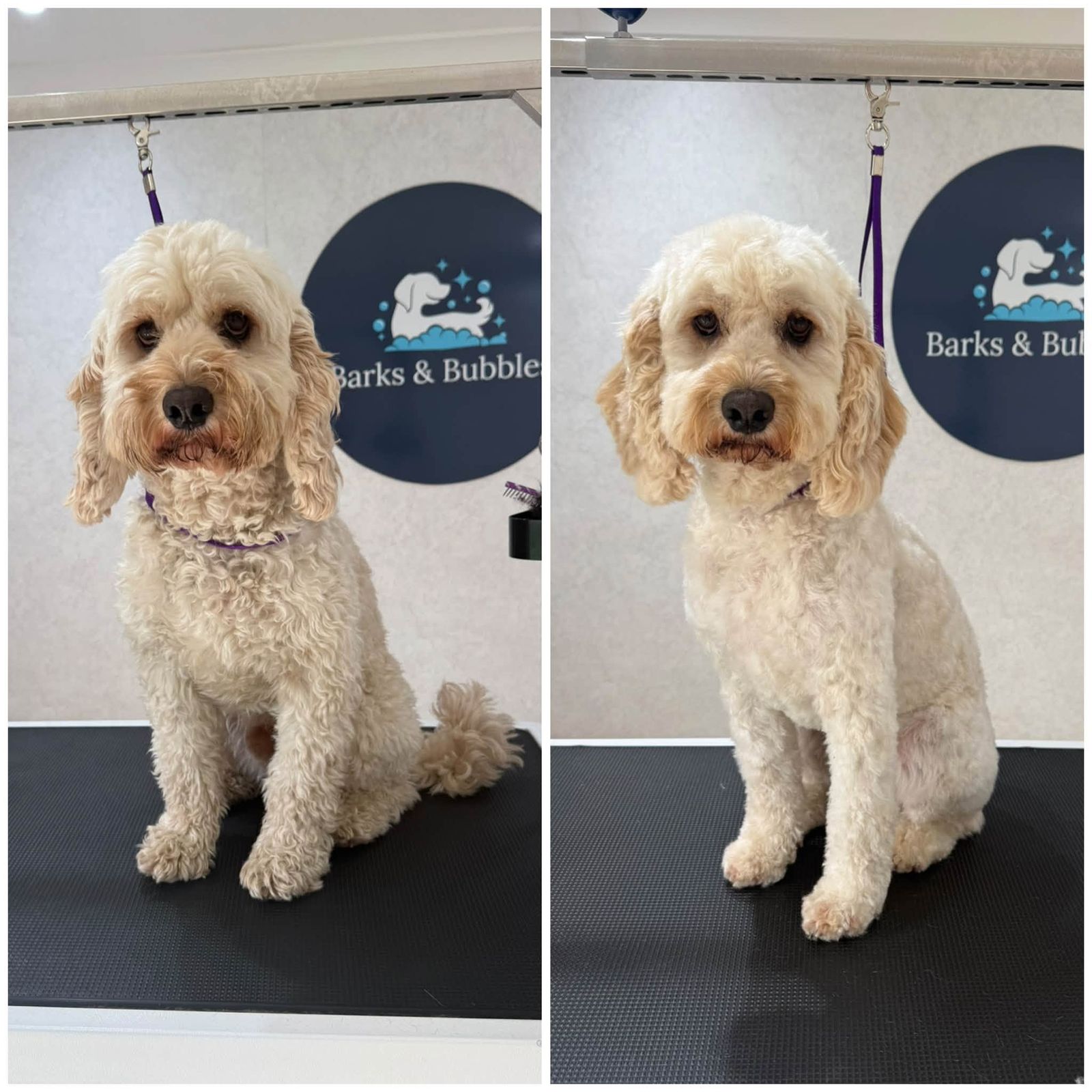 A cream cockapoo before and after a groom