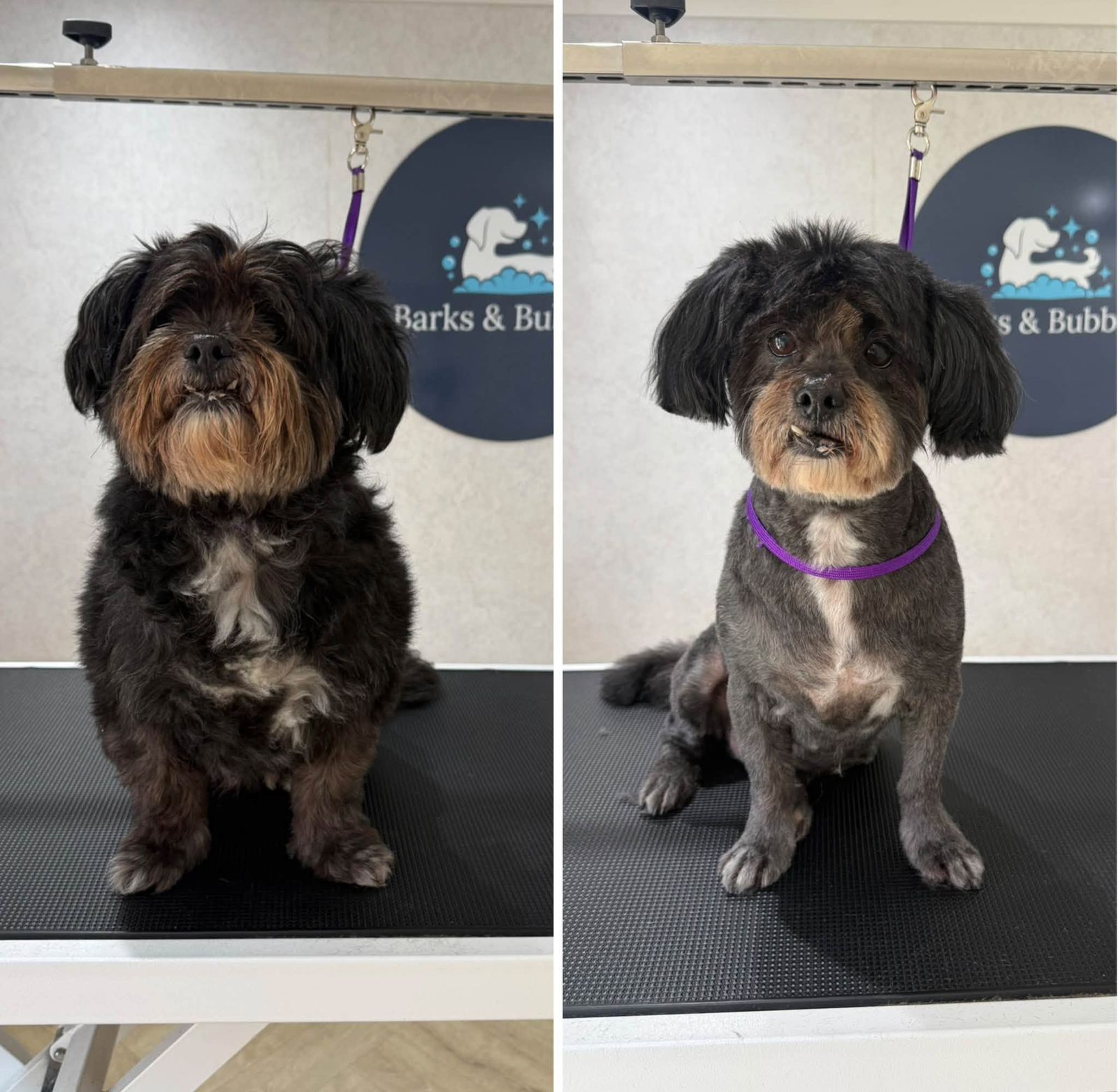 A small black and tan shaggy dog before and after a groom