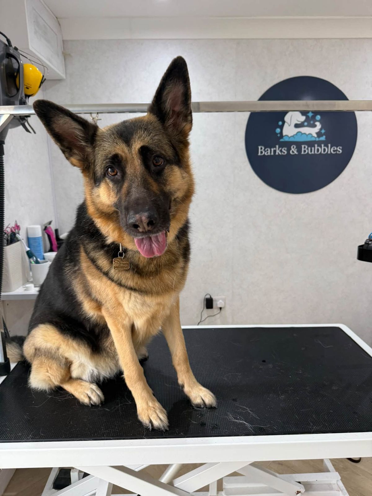 A German Shepherd sitting on the grooming table in front of the Barks & Bubbles sign