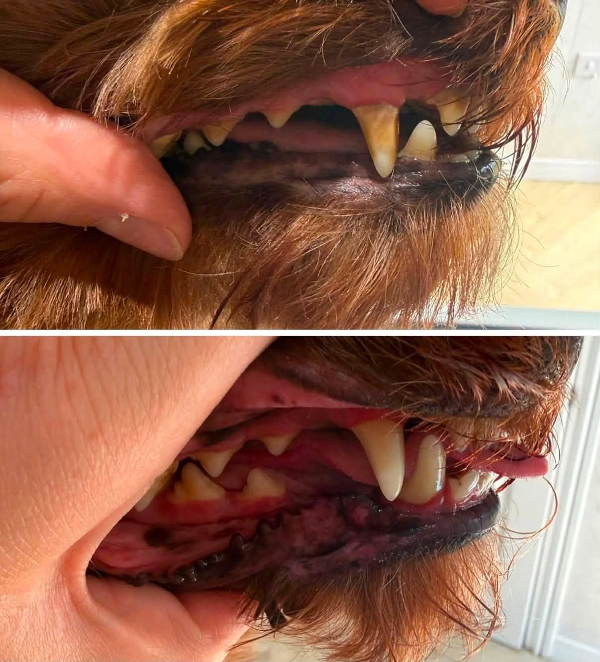 Close-up of a dog's teeth before a clean (top) and after (bottom)