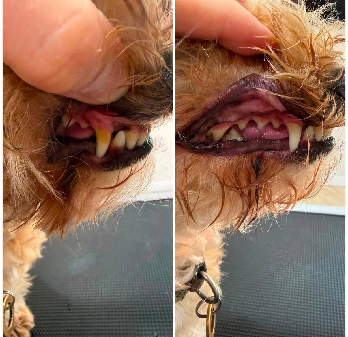 Close-up of a dog's teeth before a clean (left) and after (right)