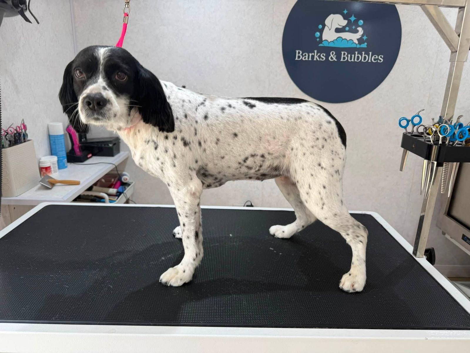 A white spaniel with black ticking standing on the grooming table after a groom