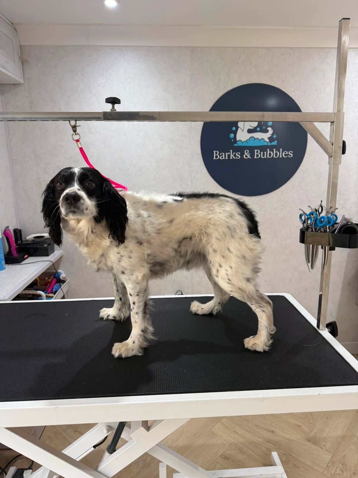 A white and black ticked spaniel standing on the grooming table