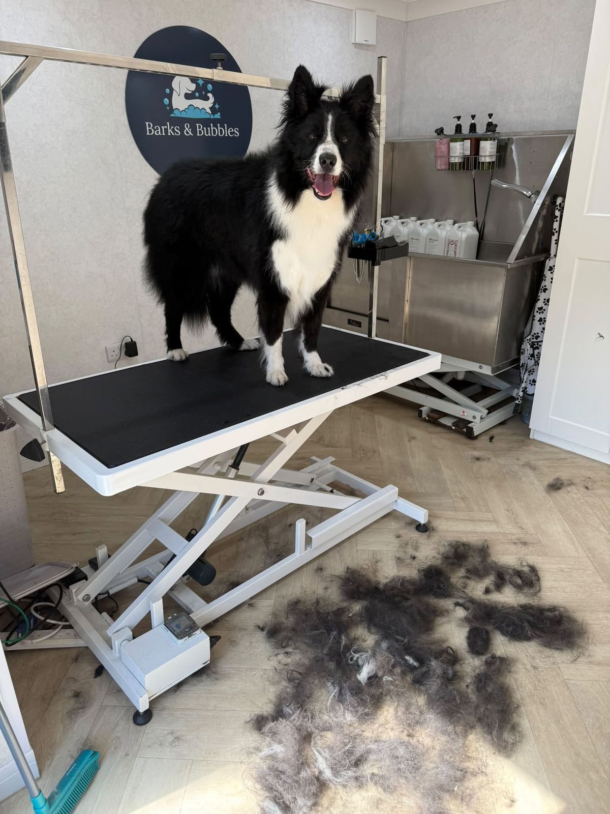A Border Collie on the grooming table with a pile of brushed-out coat on the floor