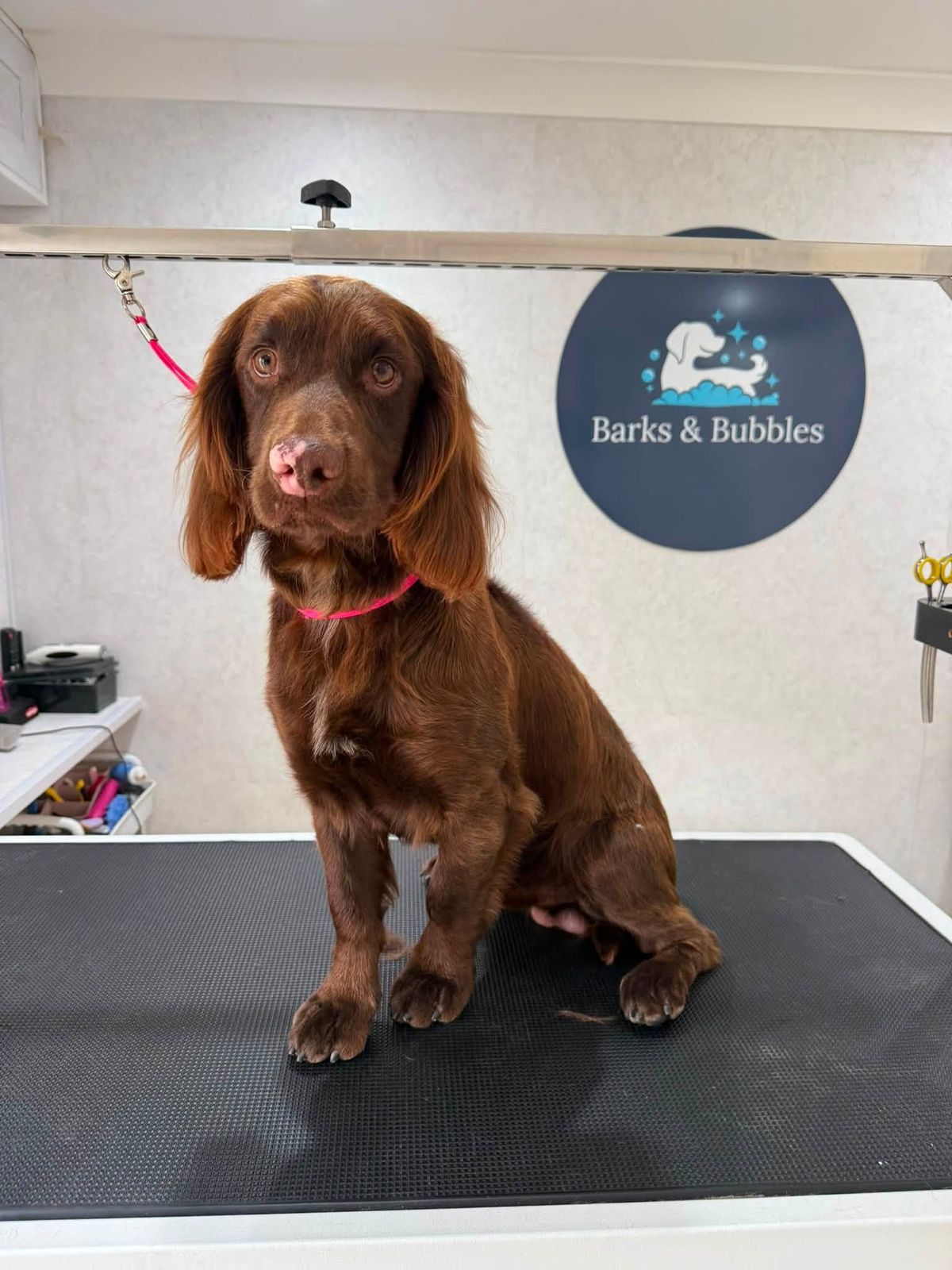 A chocolate spaniel sitting on the grooming table after a groom