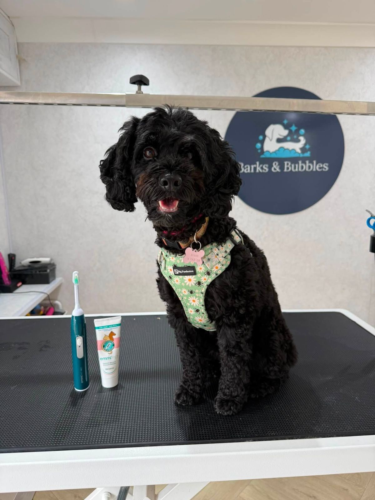 A black cockapoo in a harness on the grooming table, next to an electric toothbrush and a tube of toothpaste