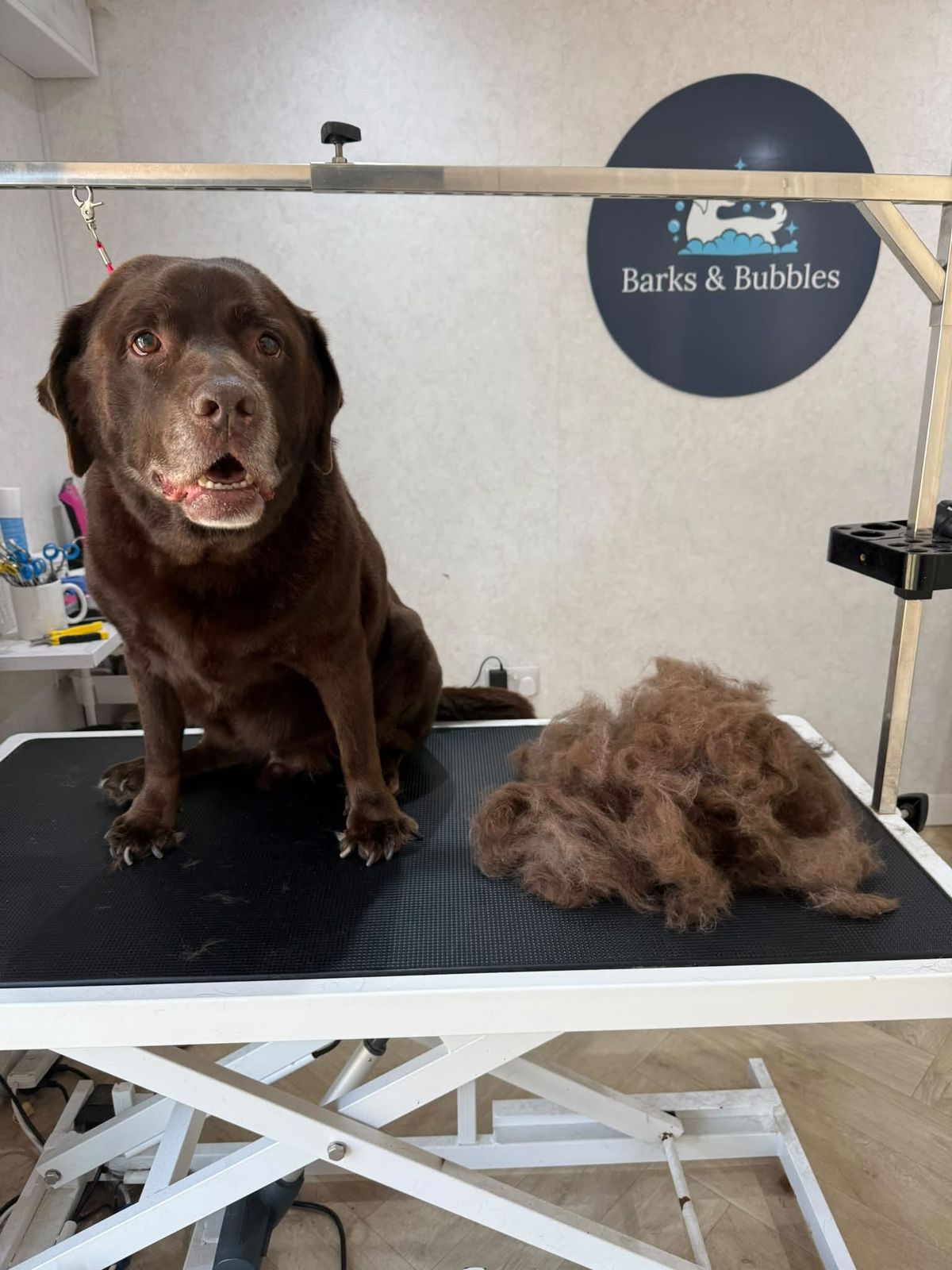 A chocolate Labrador on the table beside a pile of shed coat