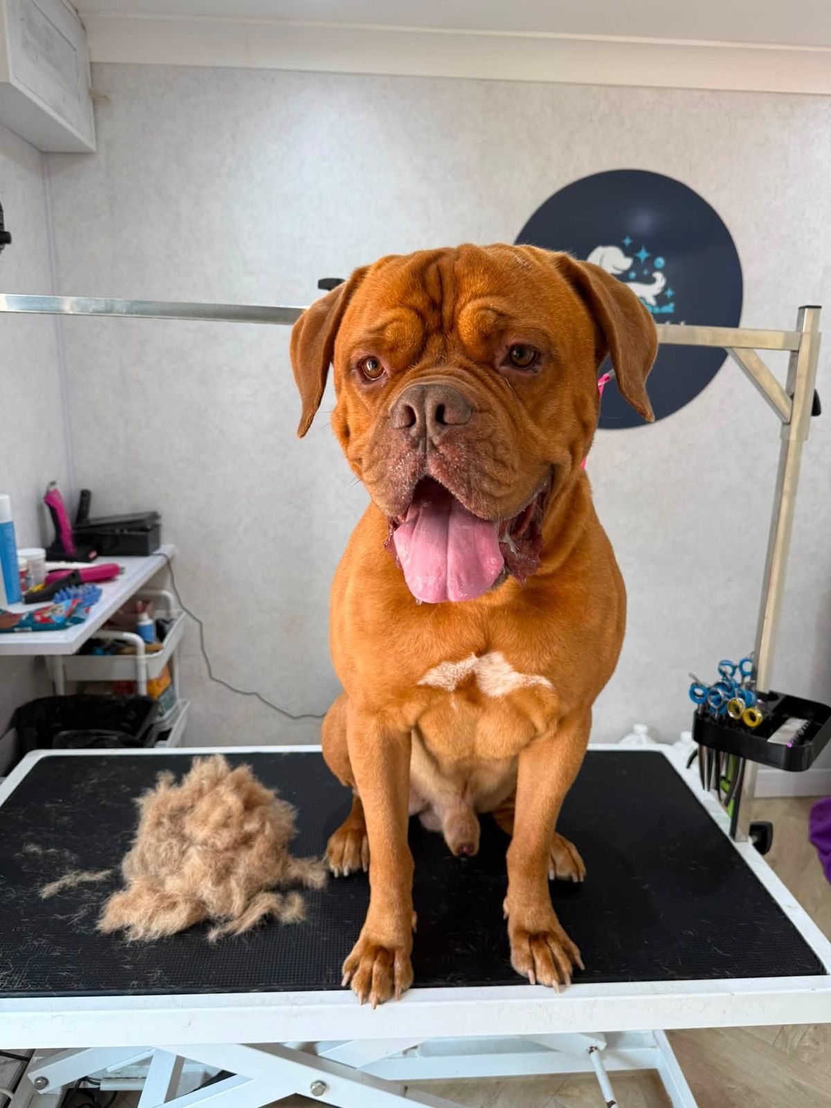 A Dogue de Bordeaux on the grooming table beside a pile of brushed-out coat