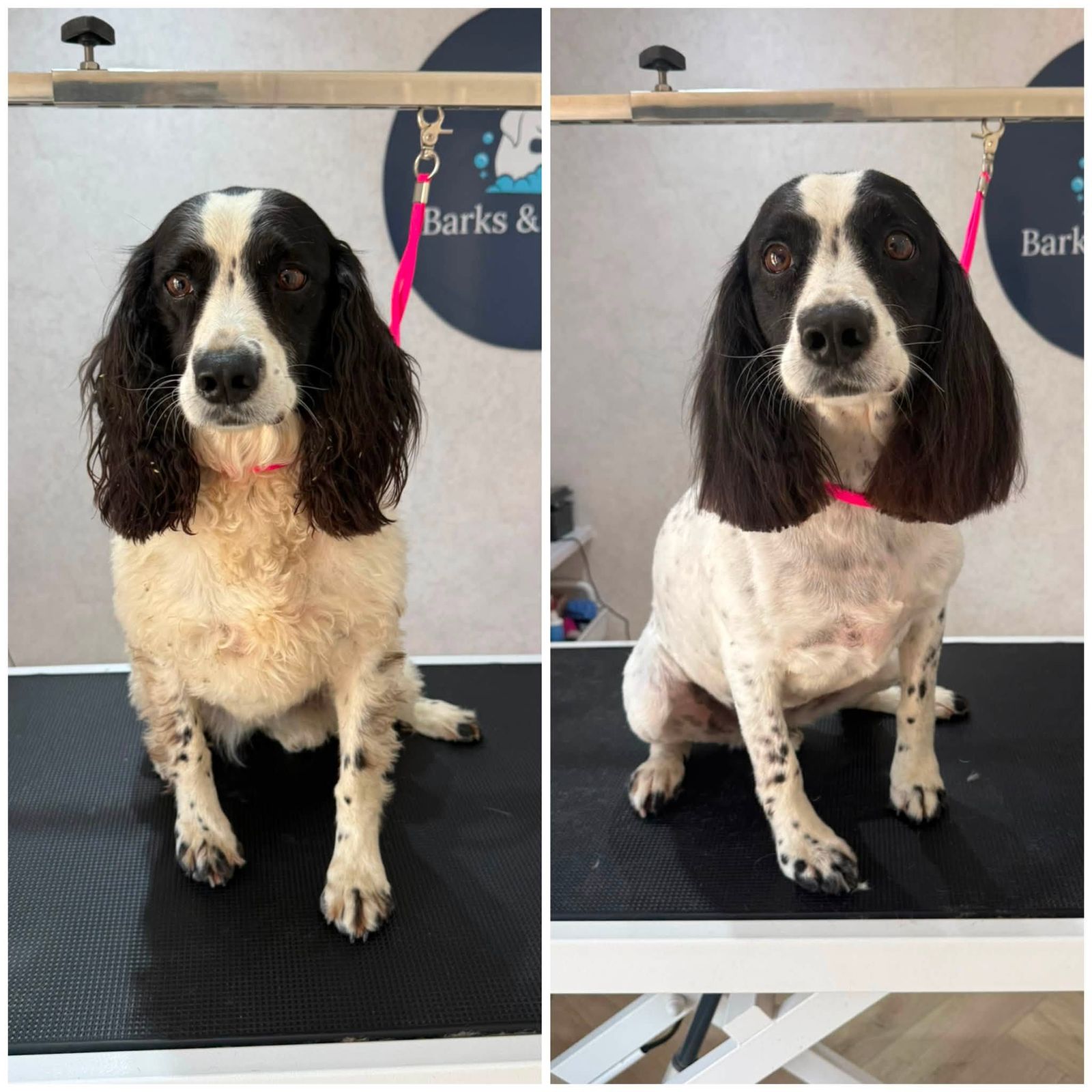 A black and white springer spaniel before and after a groom
