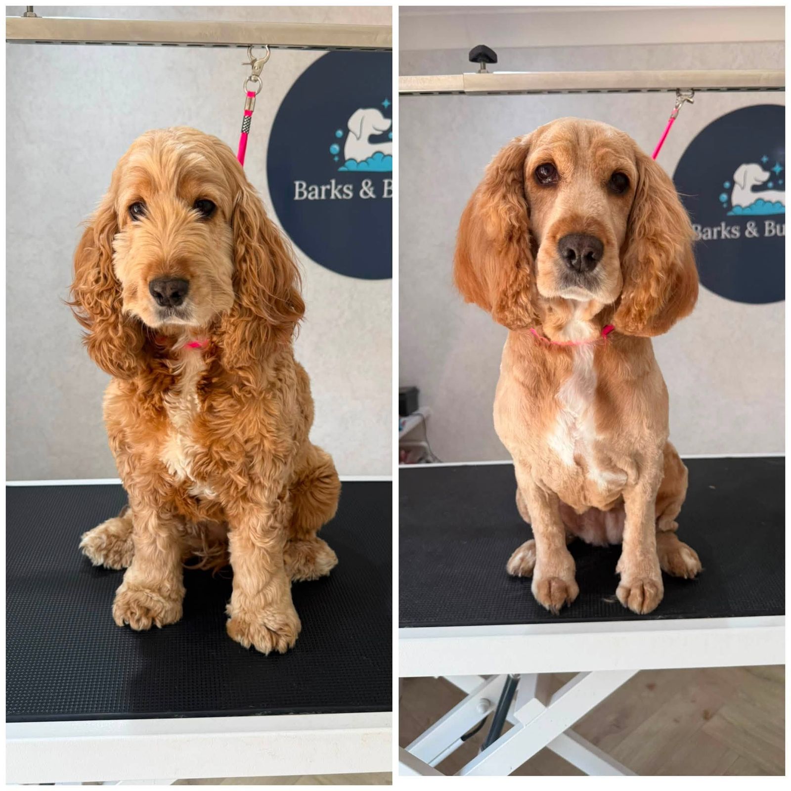 A golden cocker spaniel before and after a groom