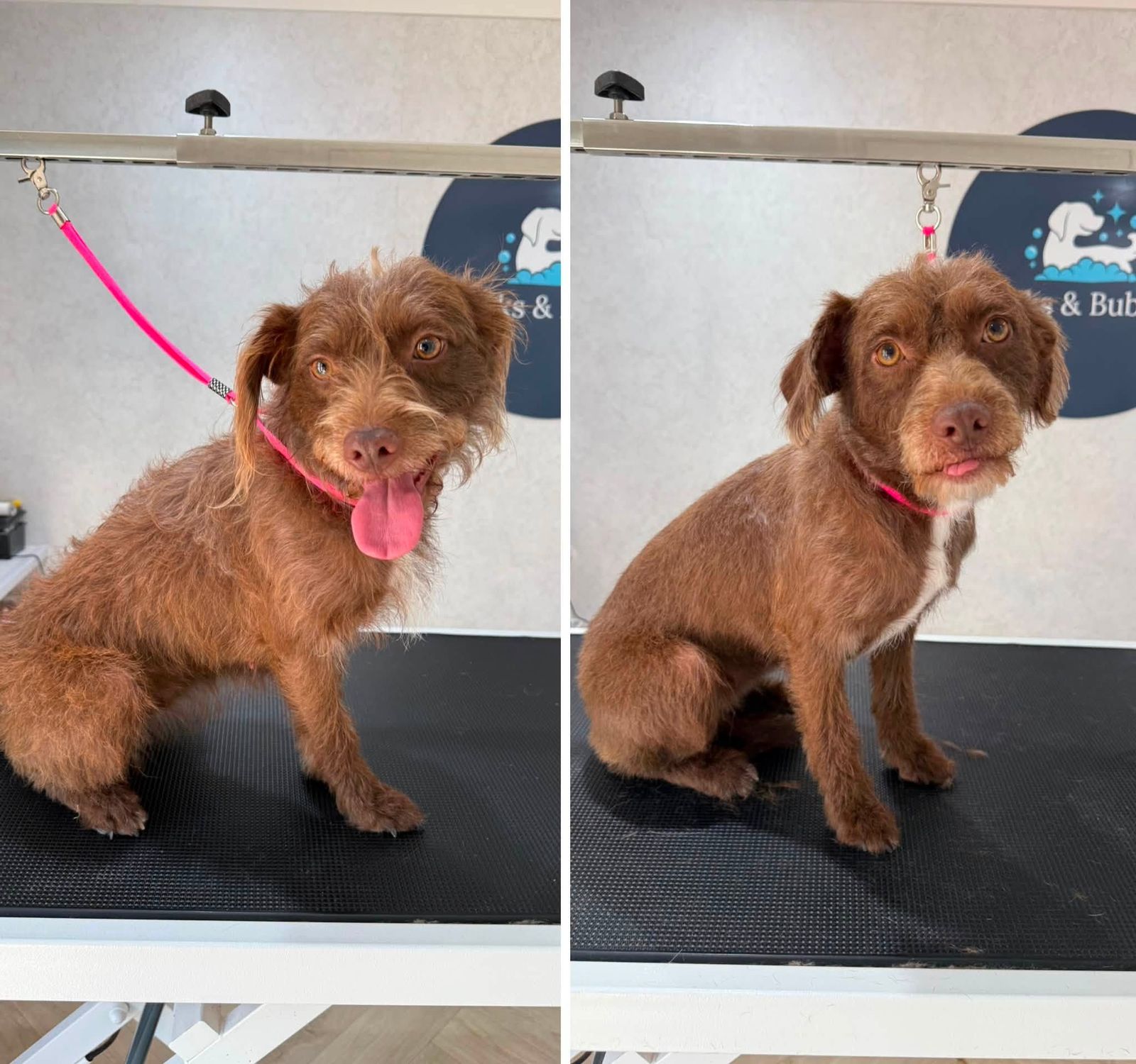 A small brown wire-haired dog before and after a groom