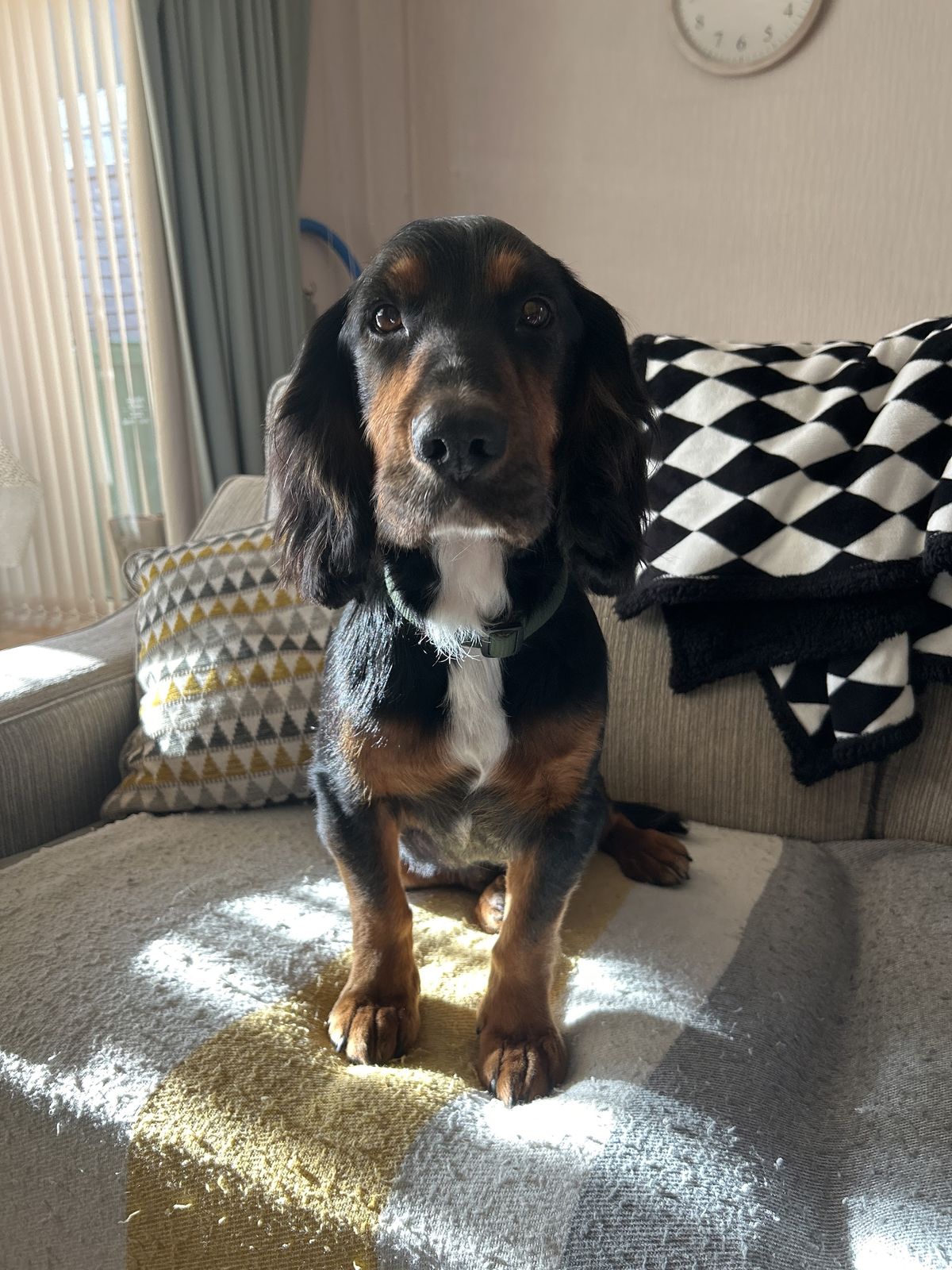 Charlie, a black and tan dog, at home on the sofa, photographed by his owner Jess Singer