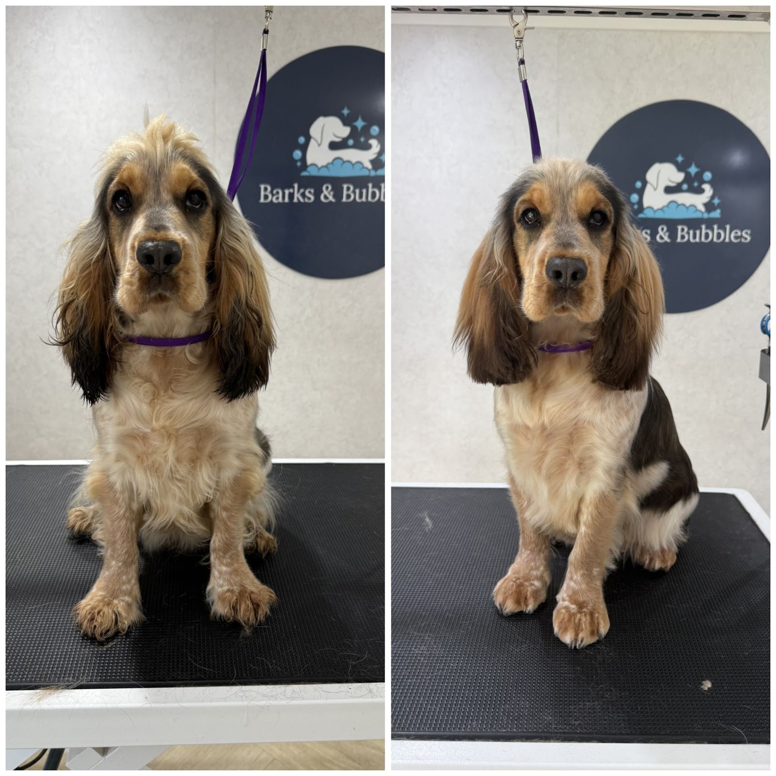 A tricolour cocker spaniel before and after a groom, on the table in front of the Barks & Bubbles sign