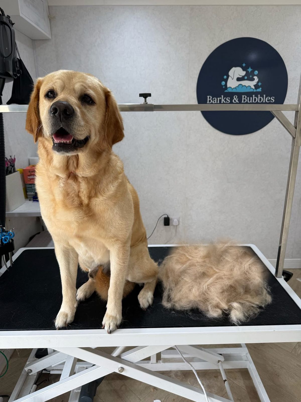 A golden Labrador on the grooming table next to a pile of shed undercoat