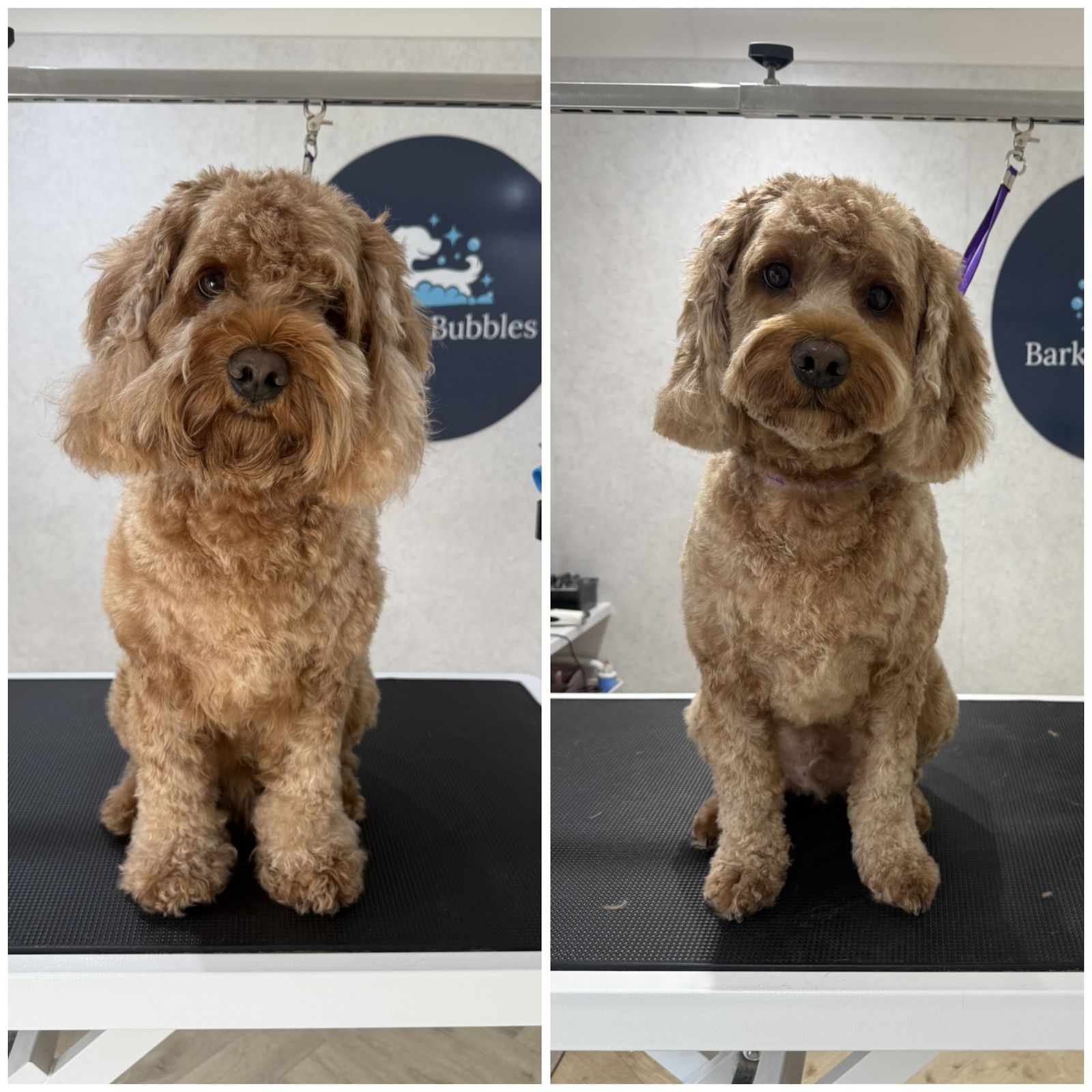 An apricot cockapoo before and after a groom