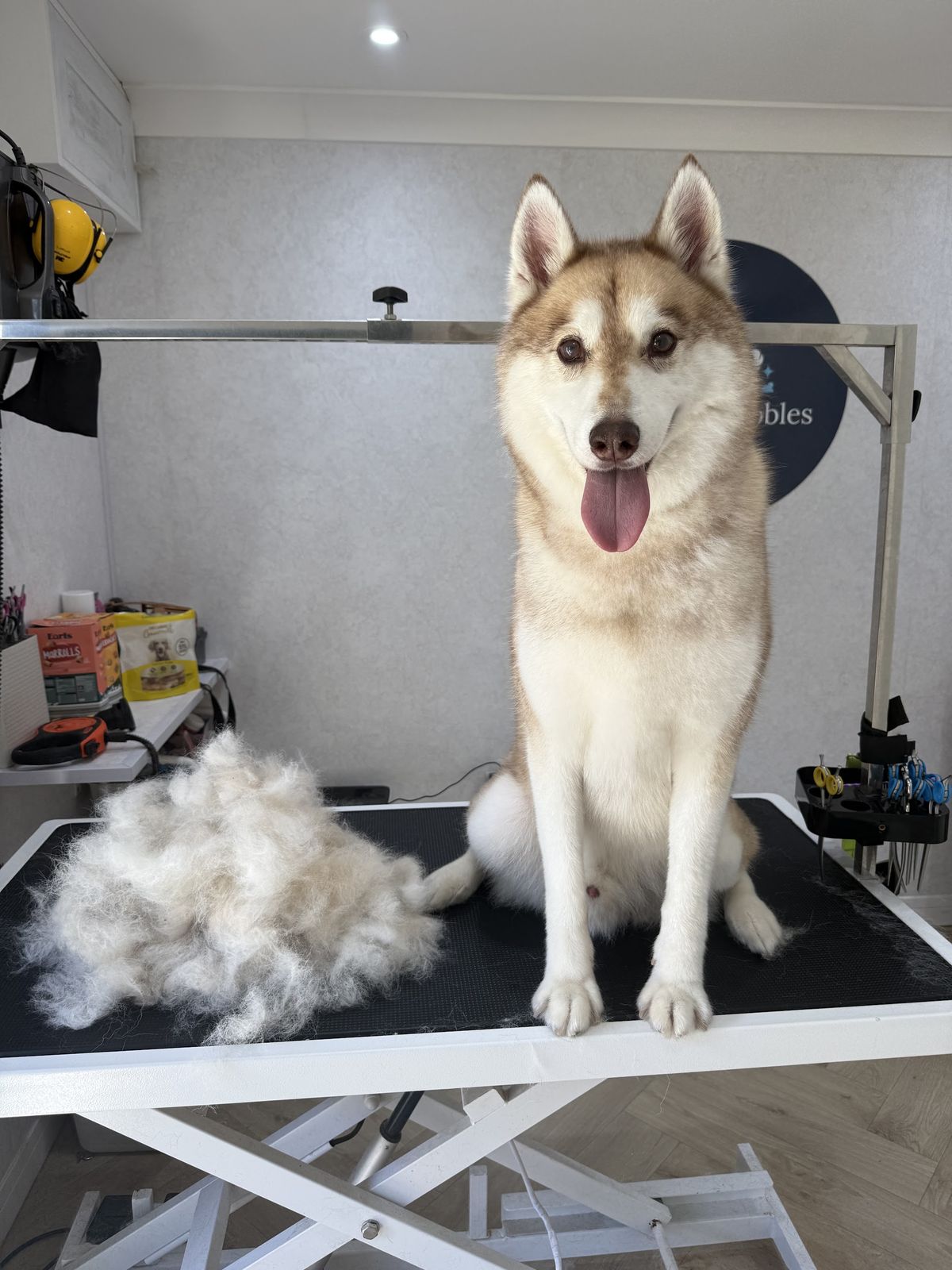 A husky sitting on the grooming table beside a big pile of brushed-out white undercoat