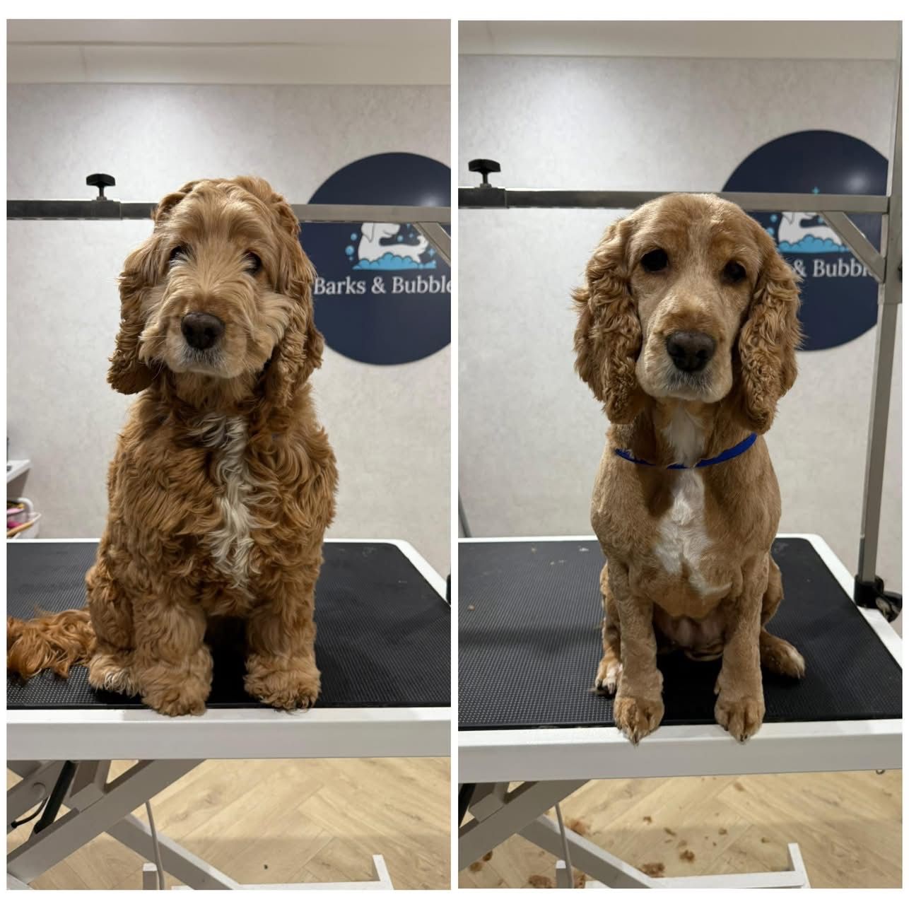 A red cocker spaniel before and after a groom