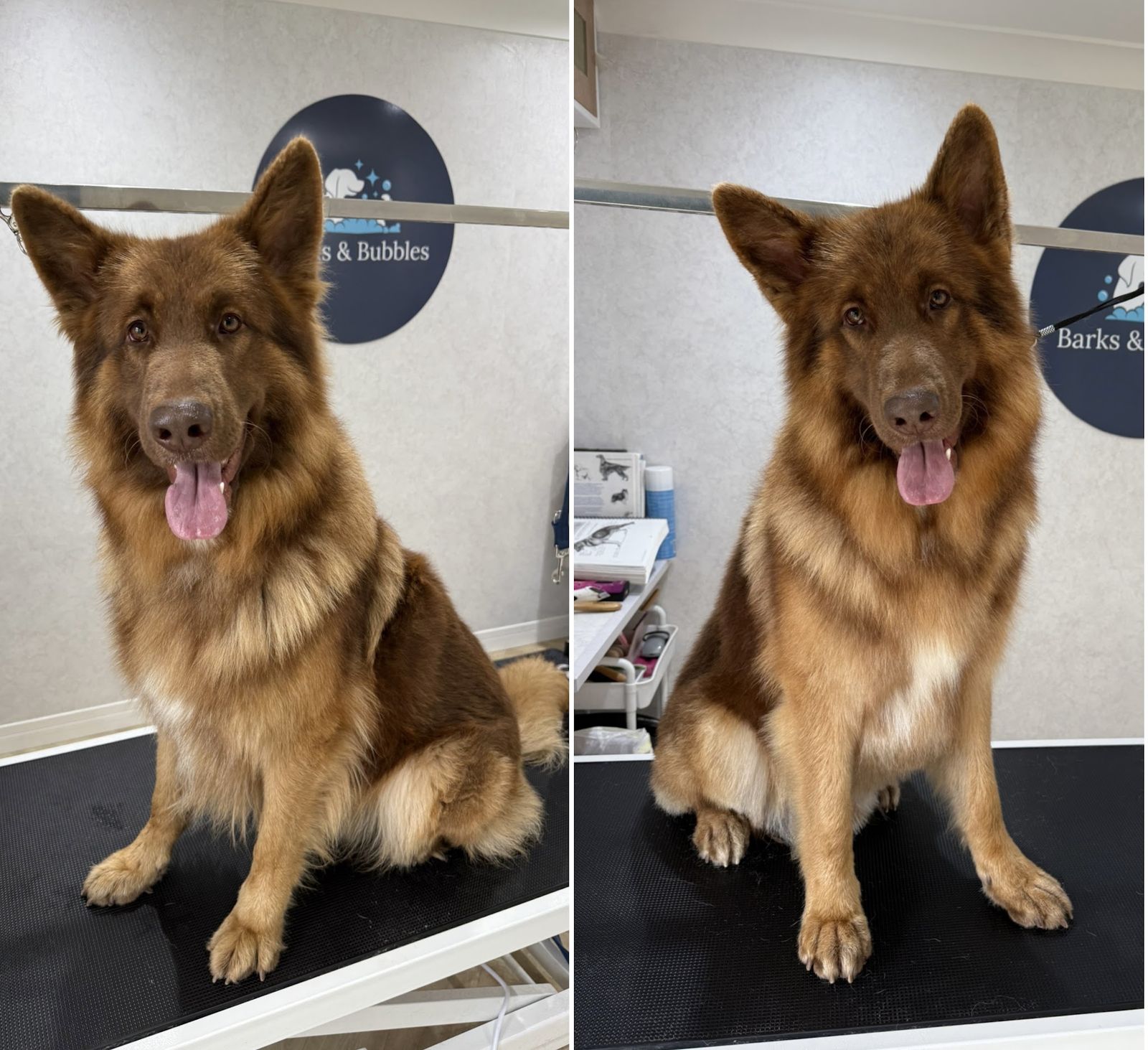 A long-coated German Shepherd before and after a groom