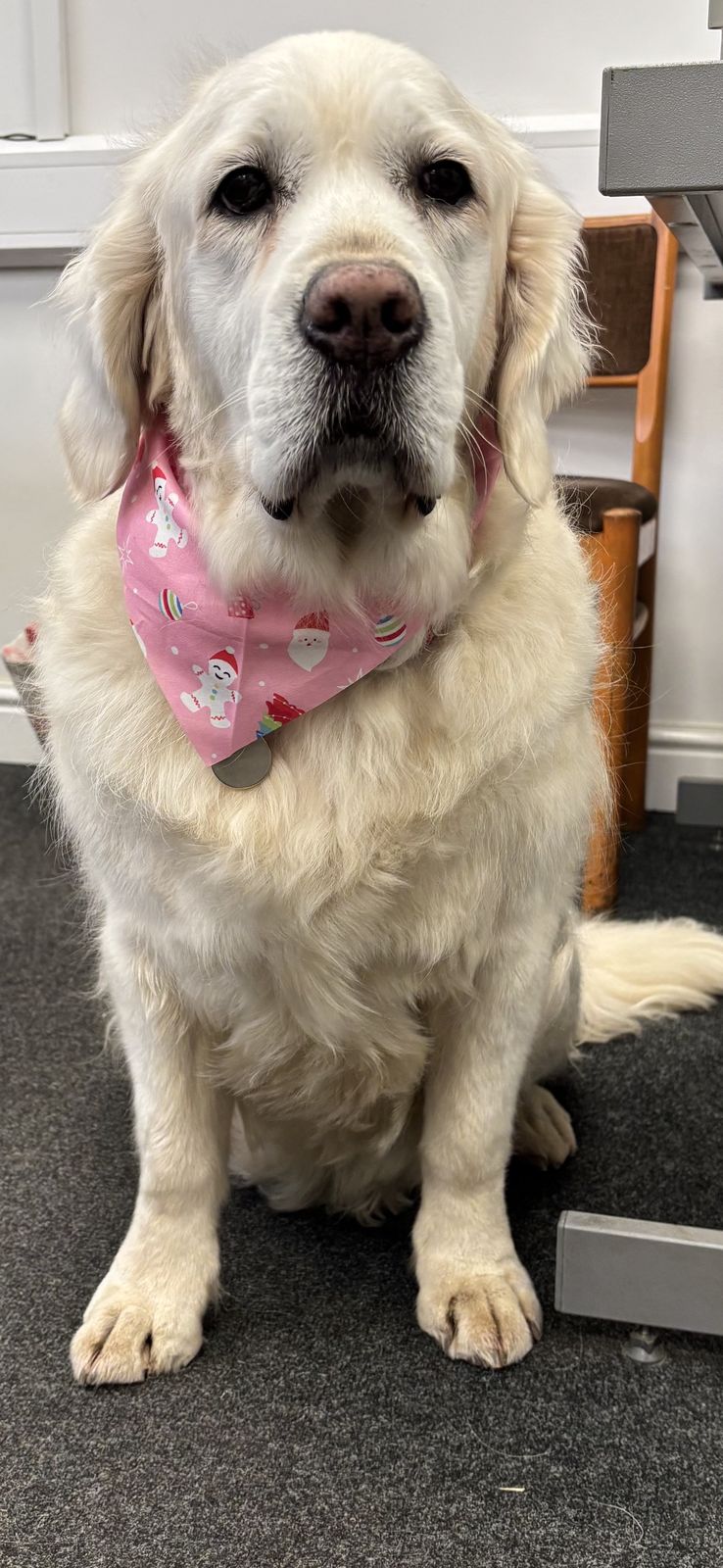 Maisy, a golden retriever in a pink bandana, photographed by her owner Sue Hallam
